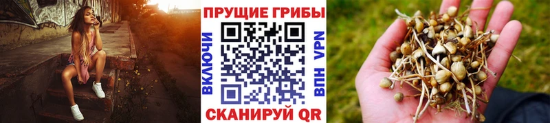 Псилоцибиновые грибы Magic Shrooms  Каневская 